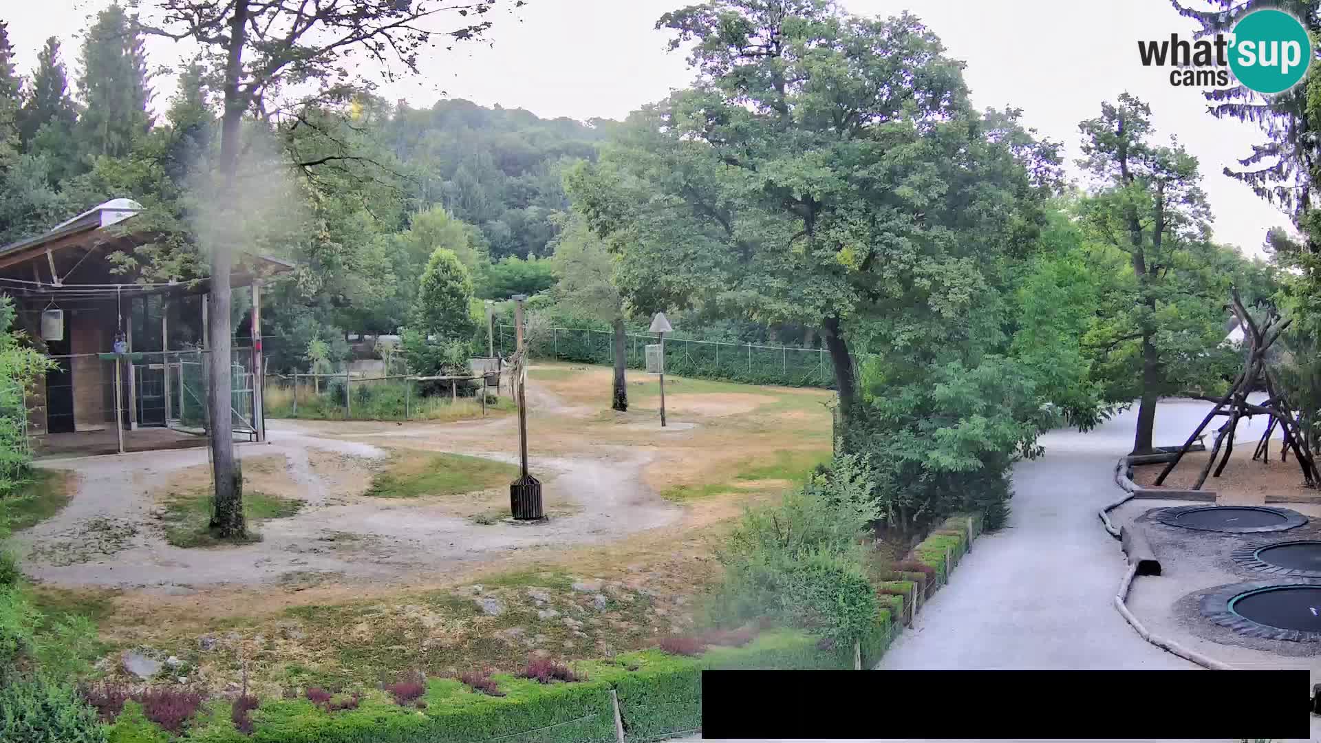 Web kamera Zoo Ljubljana – Žirafe