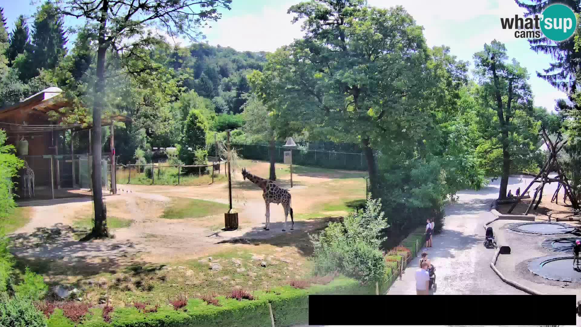 Web kamera Zoo Ljubljana – Žirafe