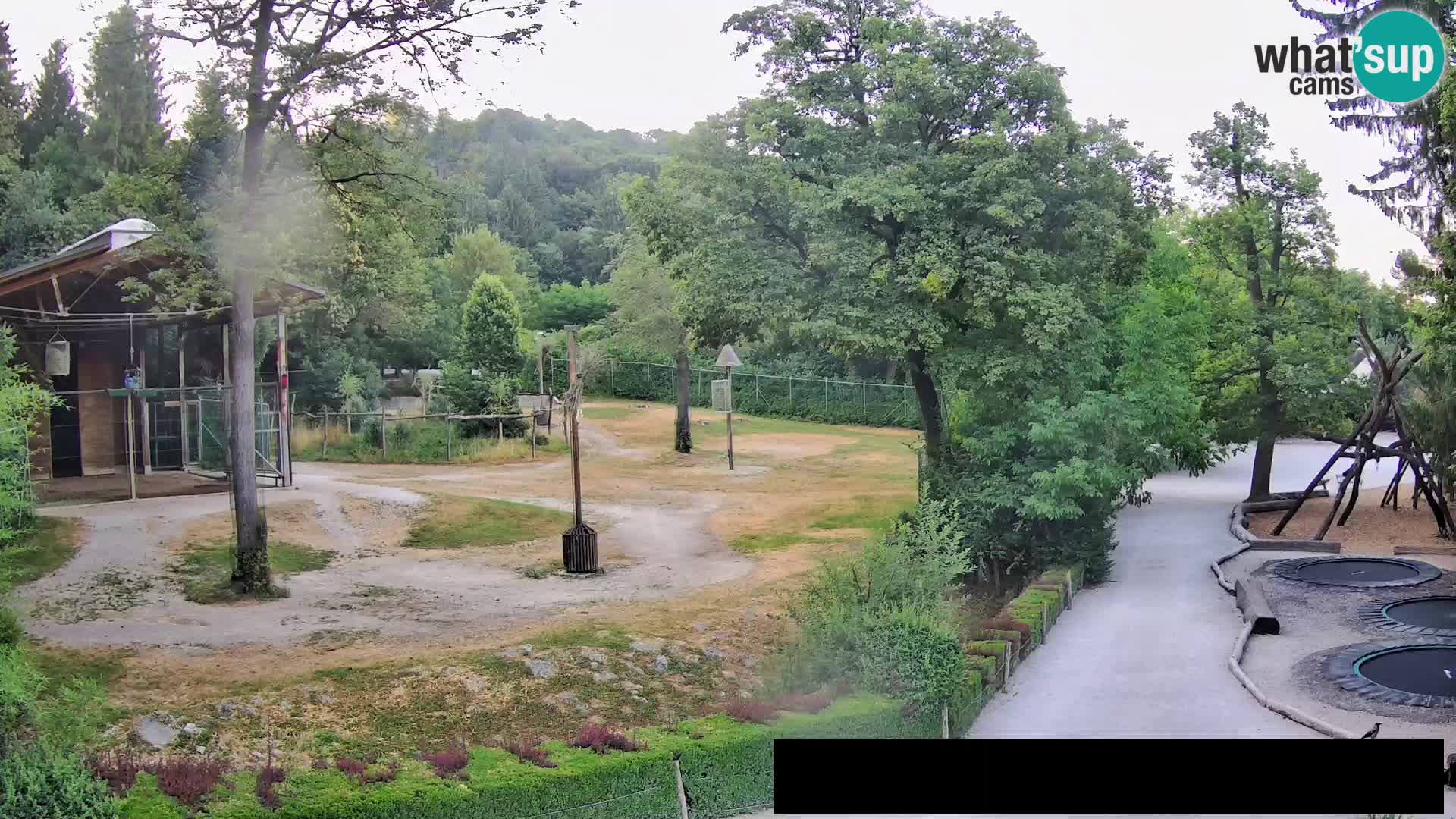 Webcam Zoo Ljubljana – Giraffes