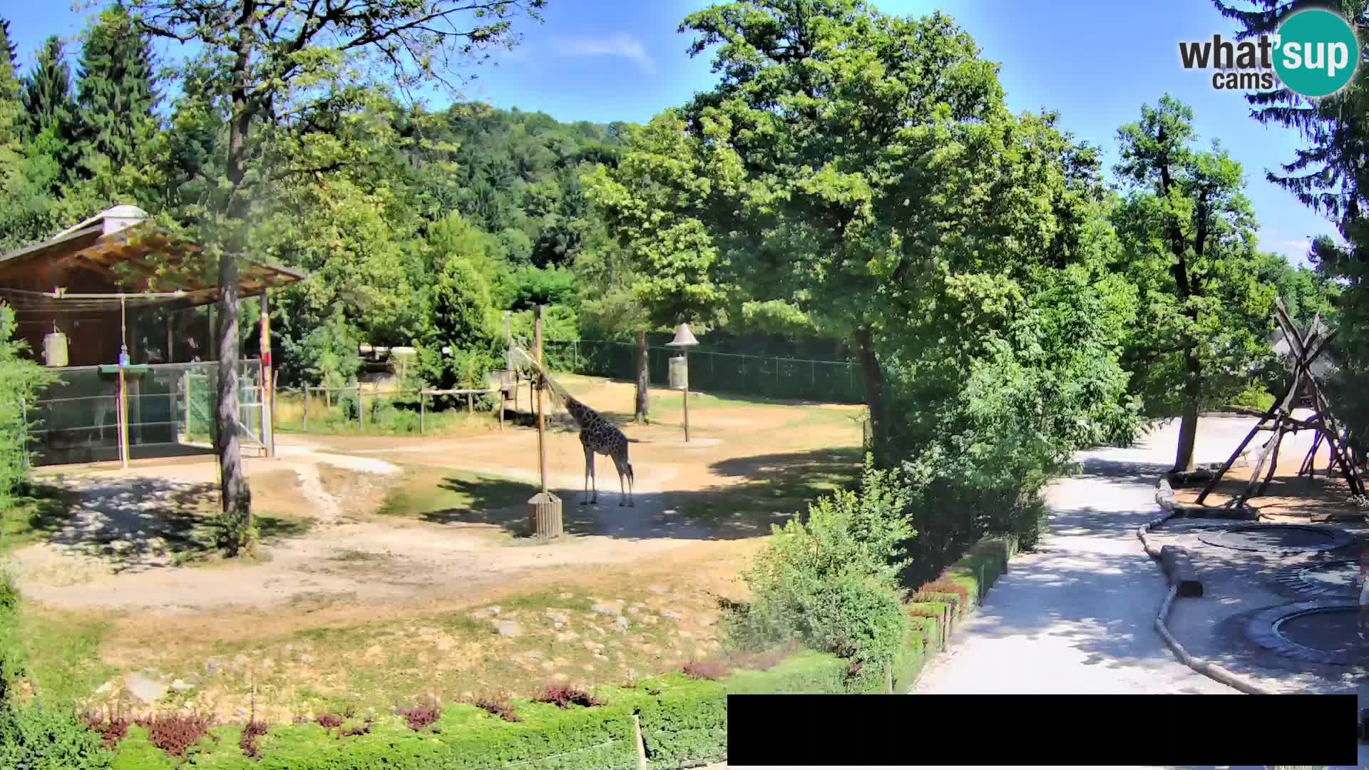 Webcam live Zoo Lubiana – Giraffe