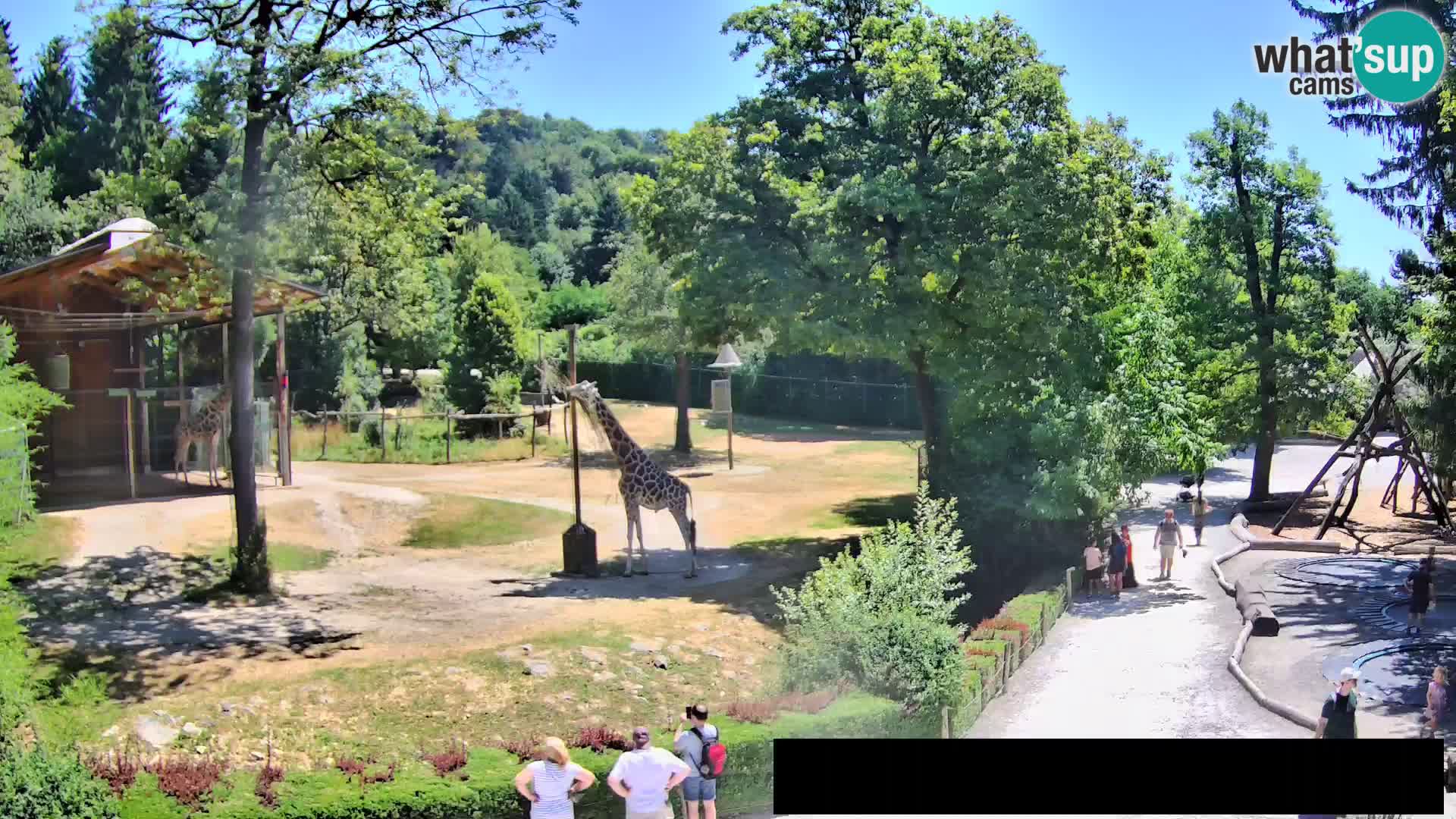 Webcam Zoo Ljubljana – Jirafas