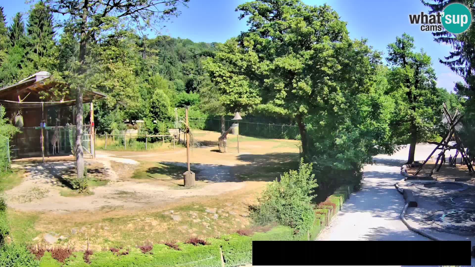 Web kamera Zoo Ljubljana – Žirafe
