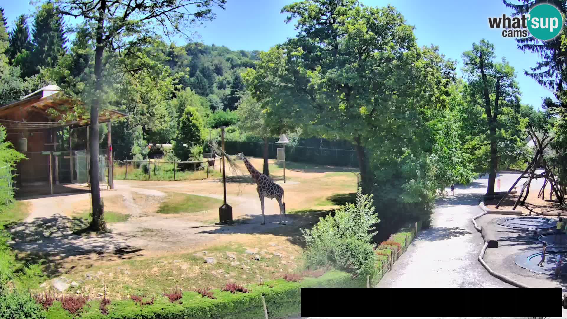 Webcam Zoo Ljubljana – Jirafas