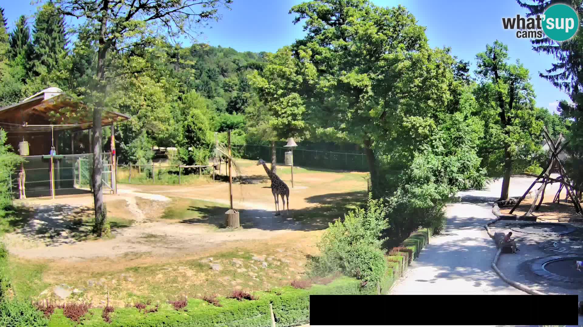 Webcam Zoo Ljubljana – Giraffes