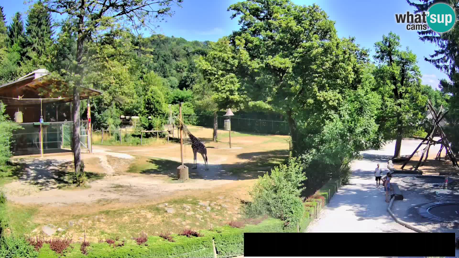 Web kamera Zoo Ljubljana – Žirafe