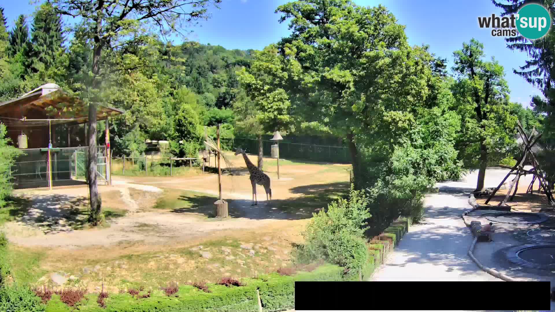 Webcam Zoo Ljubljana – Jirafas