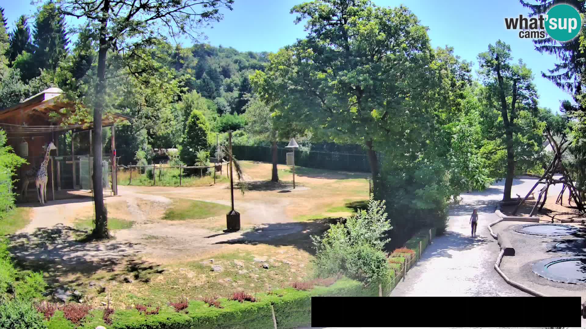Webcam Zoo Ljubljana – Jirafas