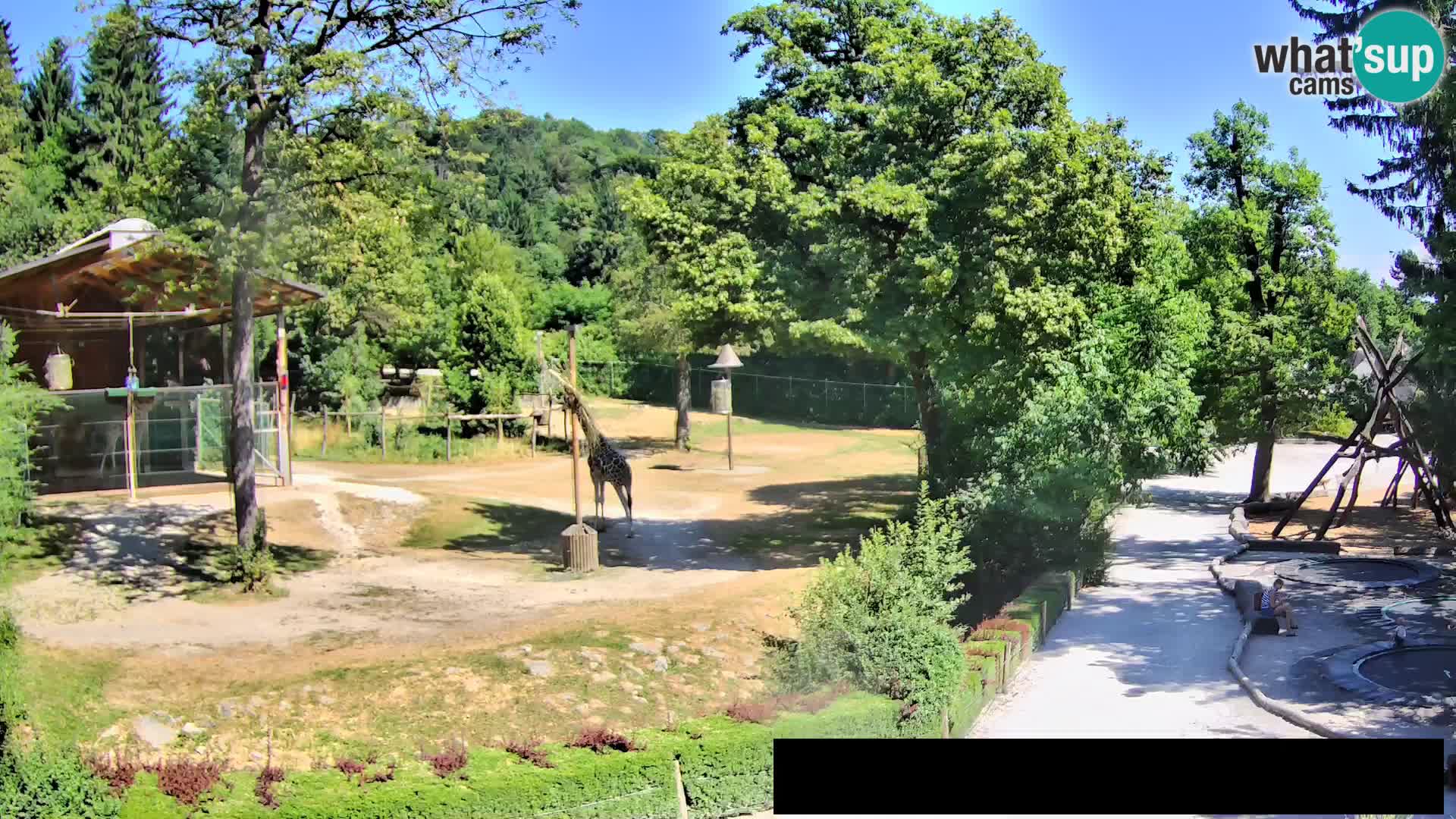 Webcam live Zoo Lubiana – Giraffe