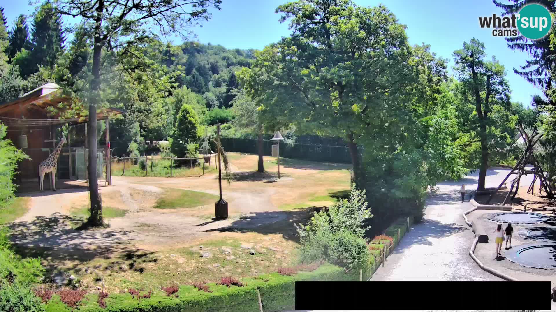 Webcam Zoo Ljubljana – Giraffes