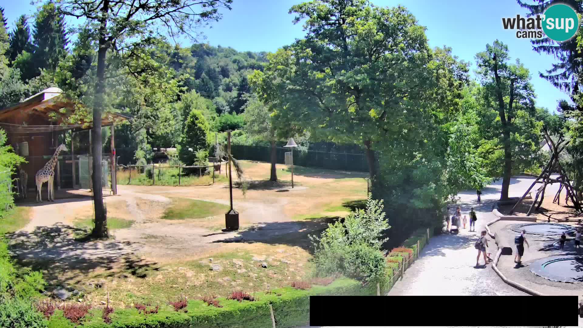 Webcam Zoo Ljubljana – Giraffes