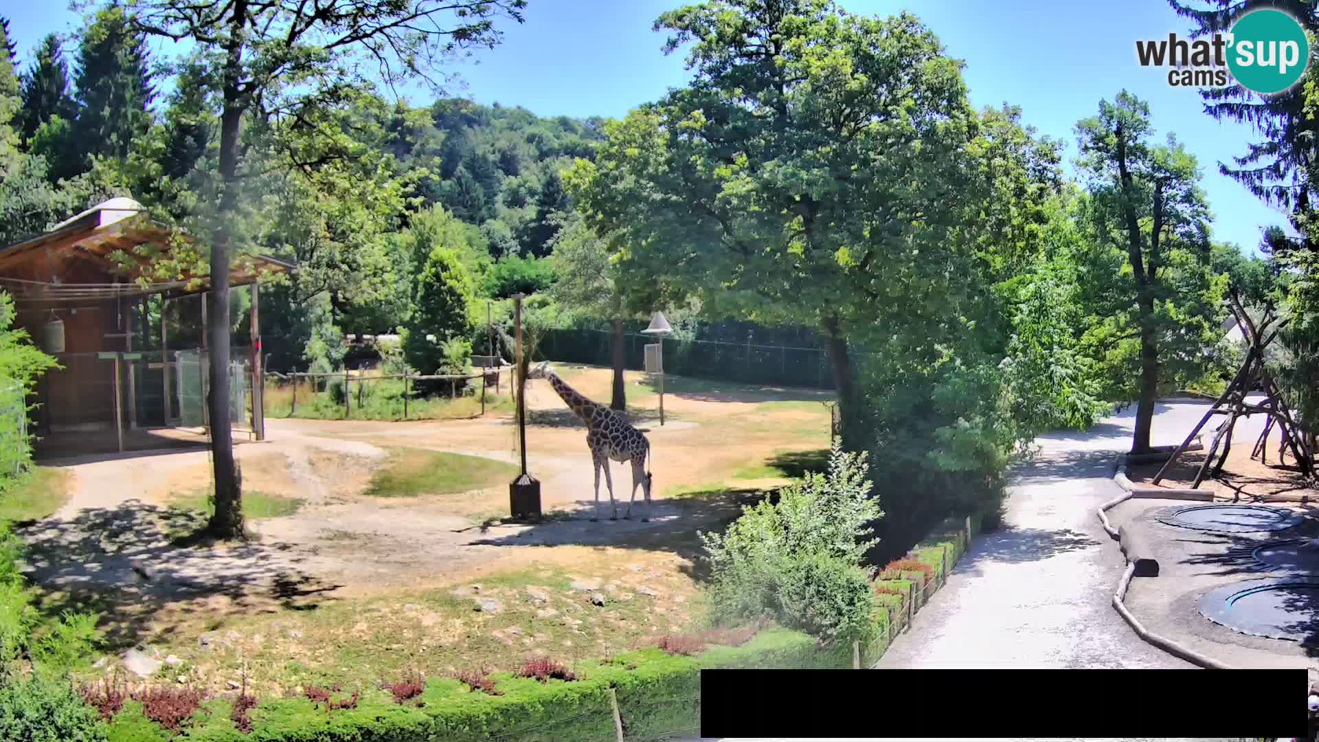 Web kamera Zoo Ljubljana – Žirafe