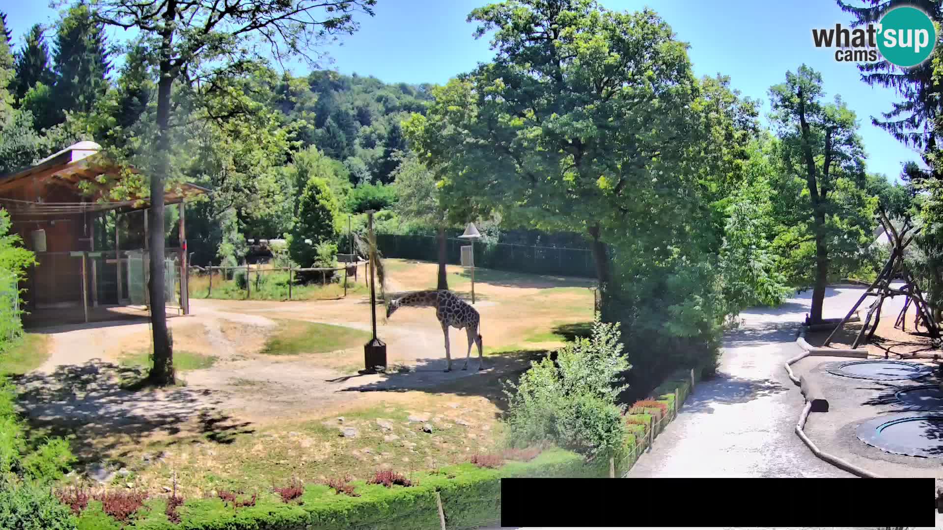 Webcam Zoo Ljubljana – Giraffes