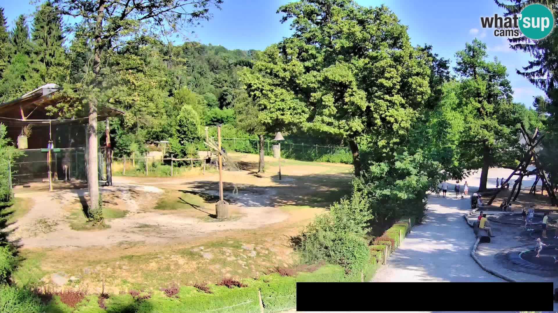Webcam live Zoo Lubiana – Giraffe