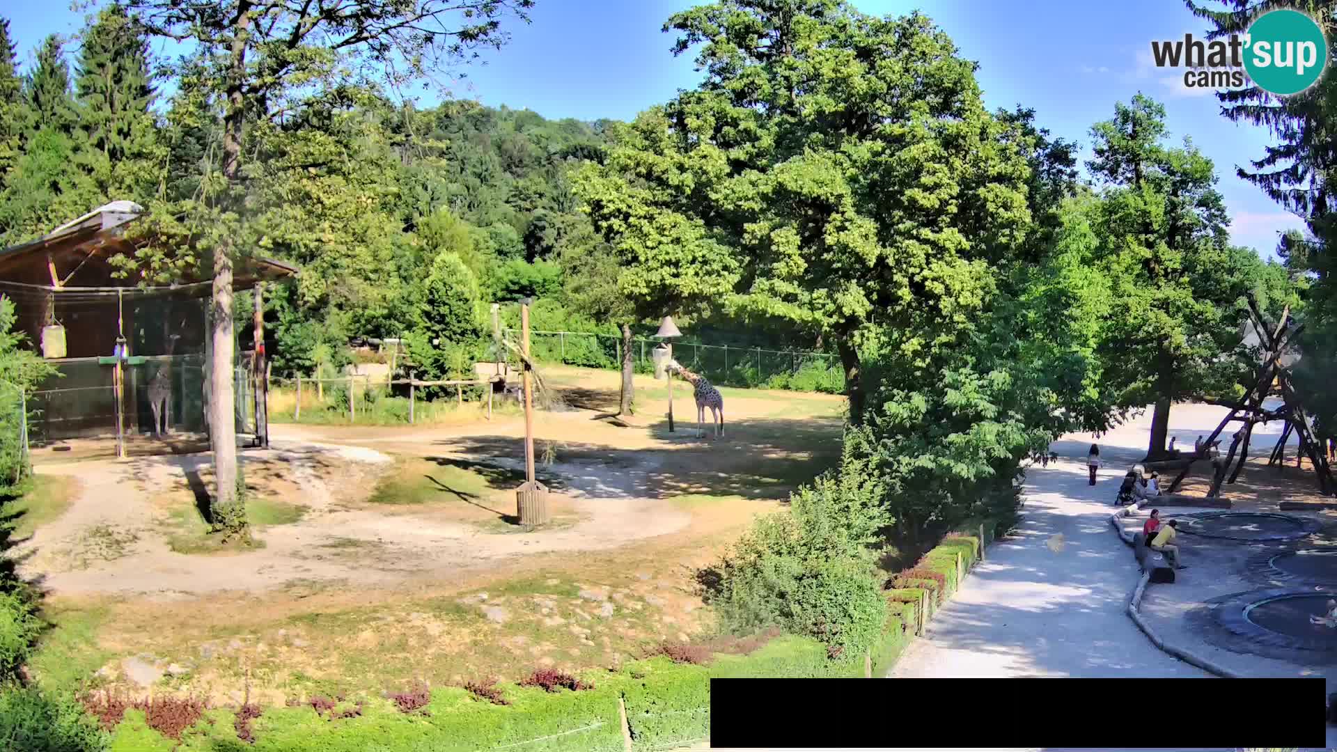 Webcam Zoo Ljubljana – Giraffen