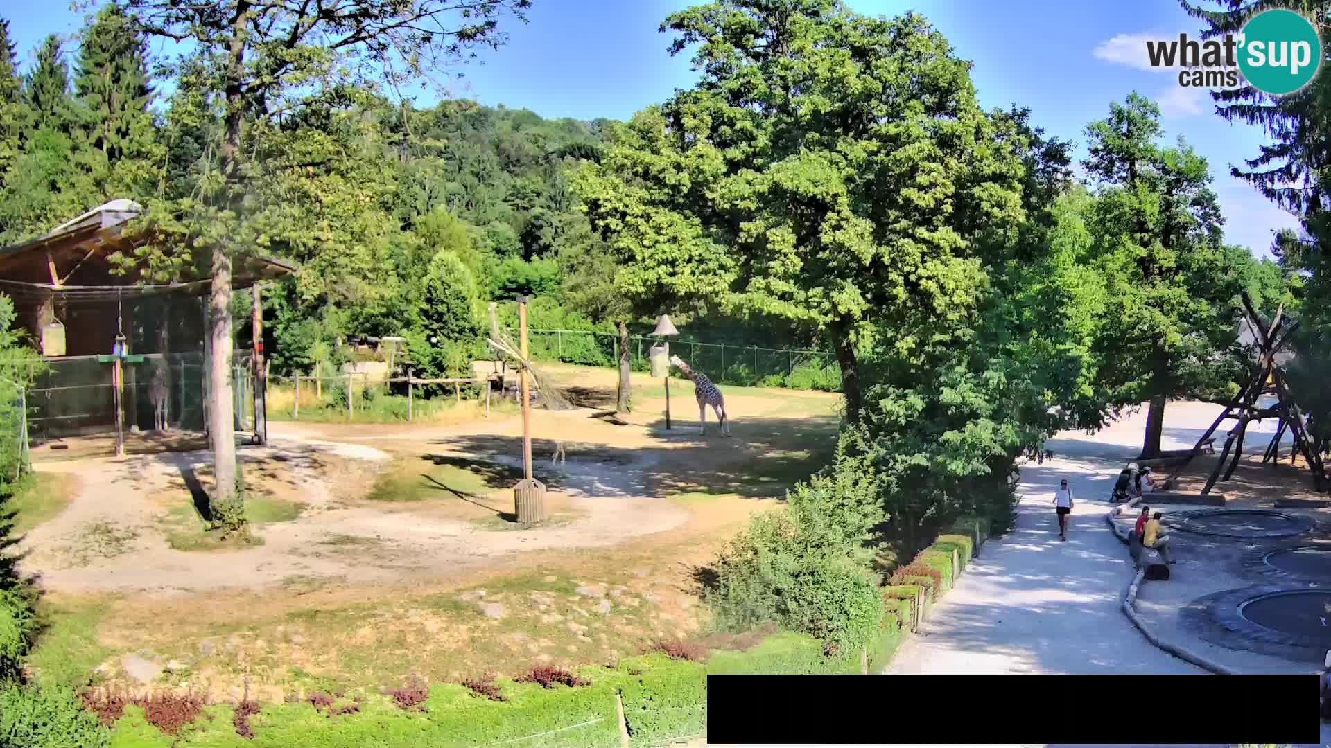 Web kamera Zoo Ljubljana – Žirafe