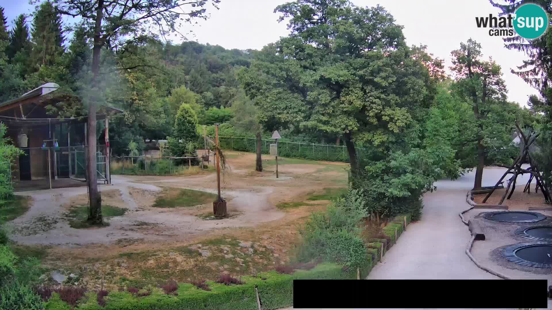 Webcam Zoo Ljubljana – Giraffen