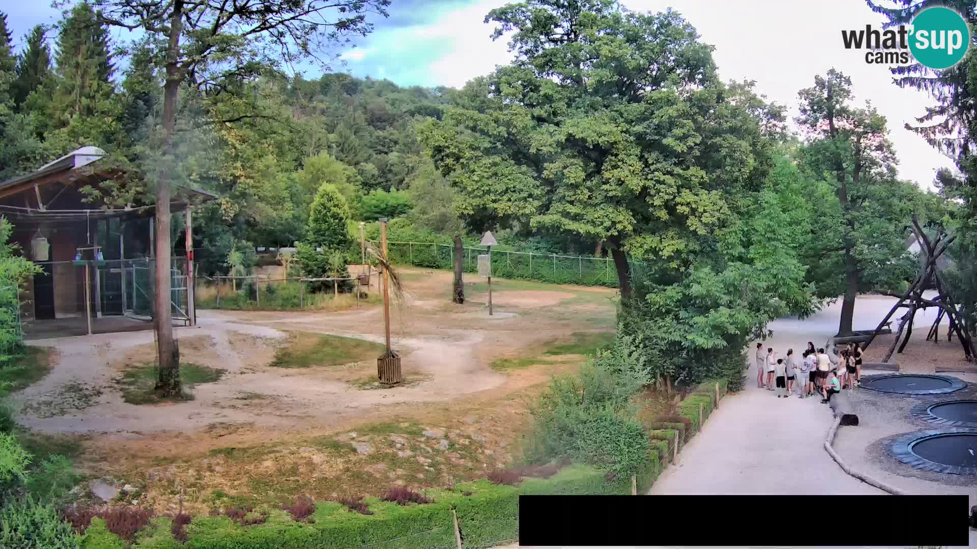 Webcam live Zoo Lubiana – Giraffe