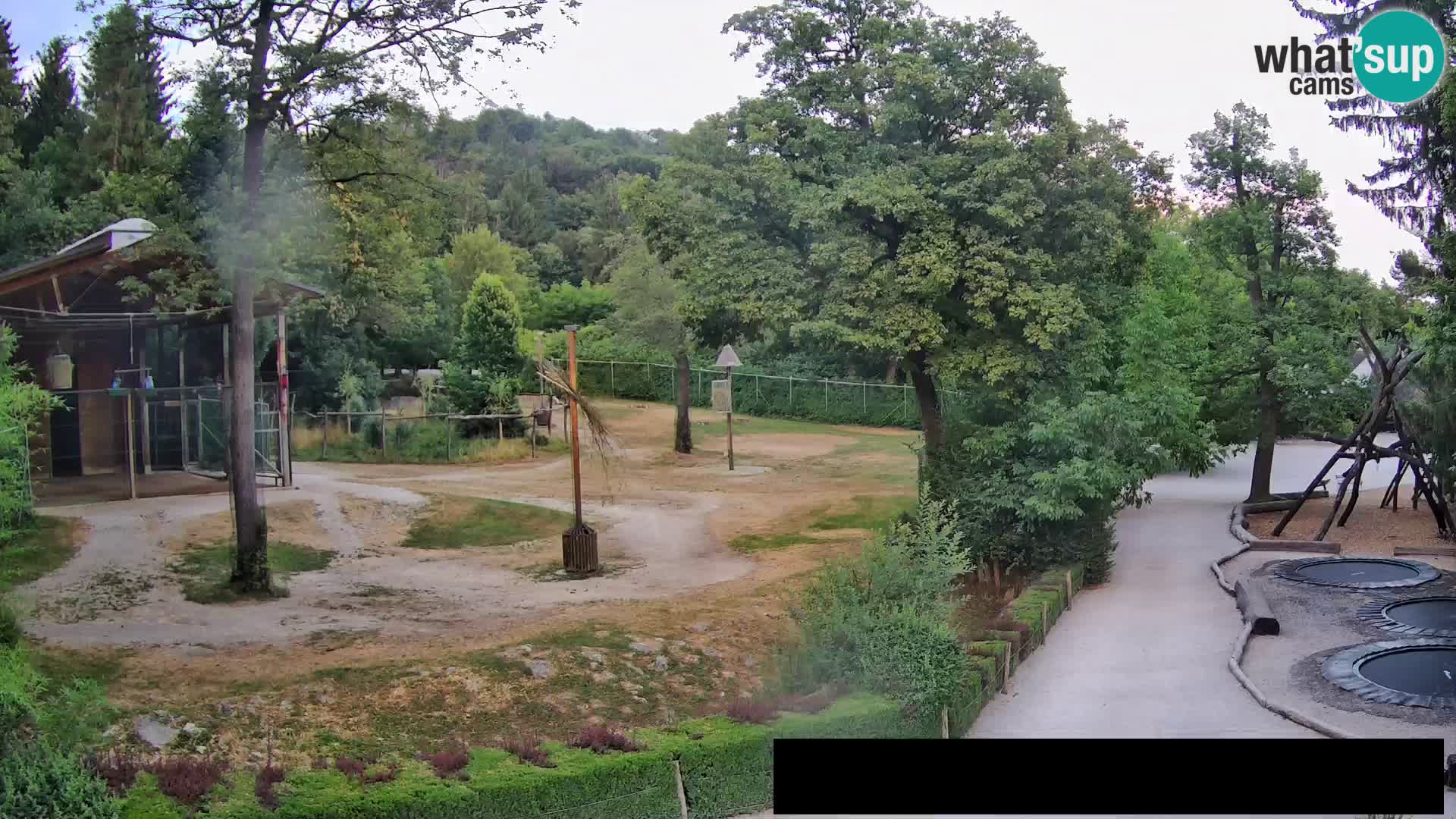 Webcam Zoo Ljubljana – Jirafas