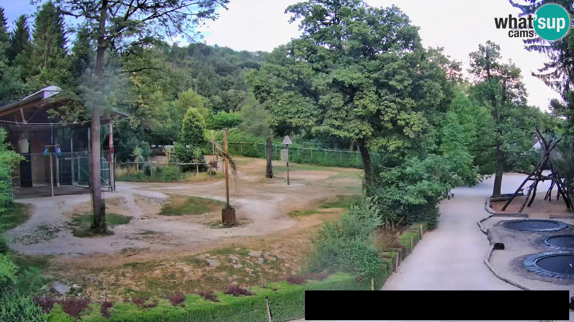Webcam Zoo Ljubljana – Jirafas