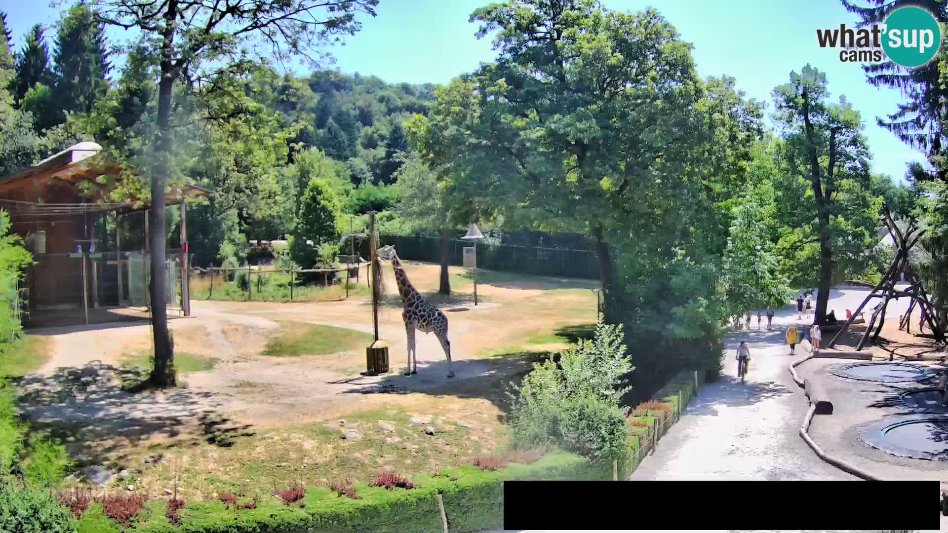 Webcam Zoo Ljubljana – Giraffes