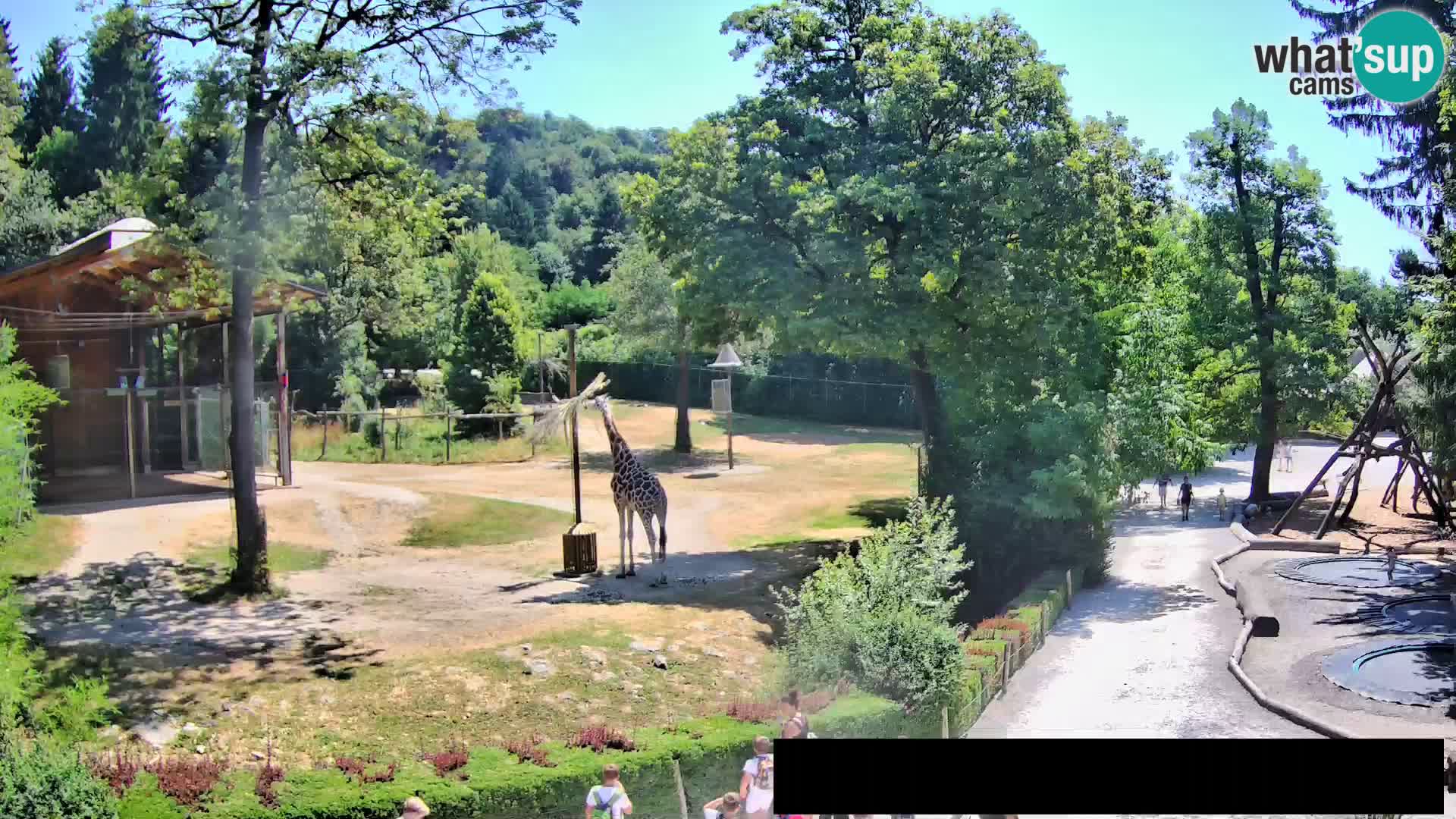Webcam Zoo Ljubljana – Jirafas