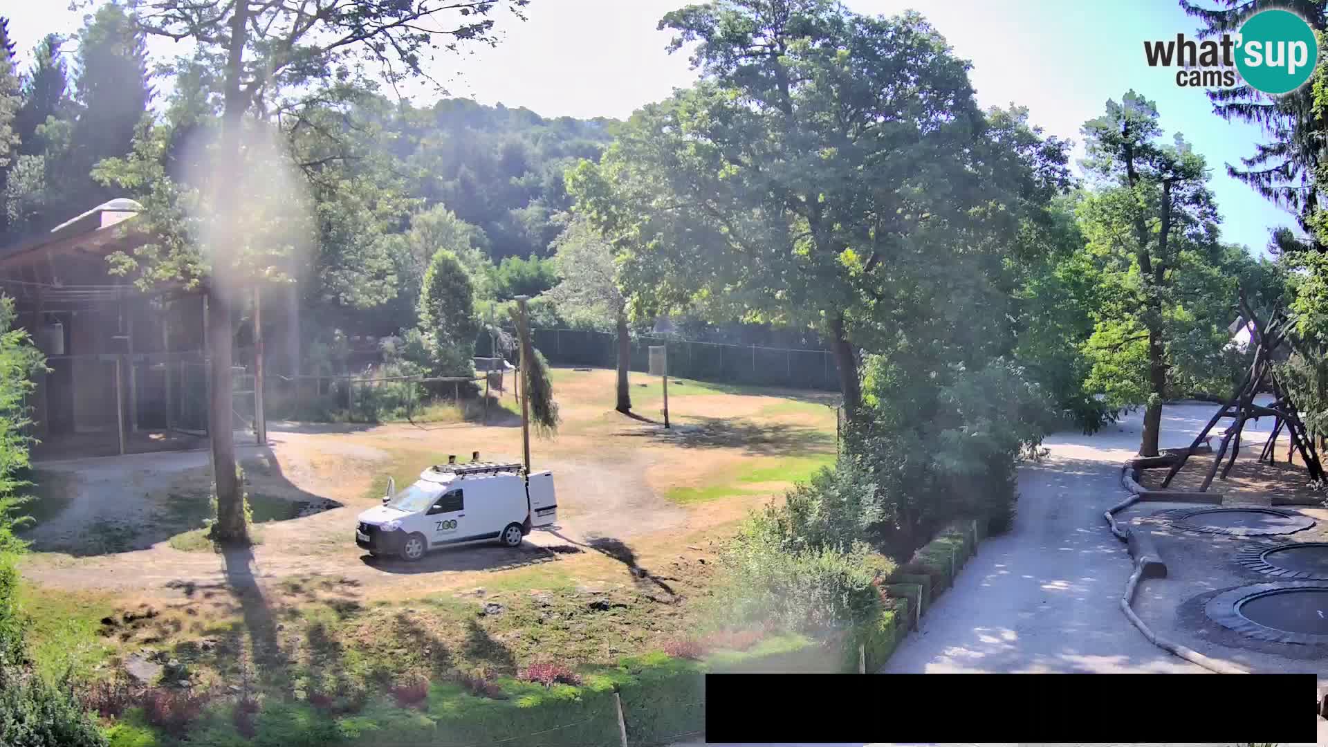 Webcam live Zoo Lubiana – Giraffe