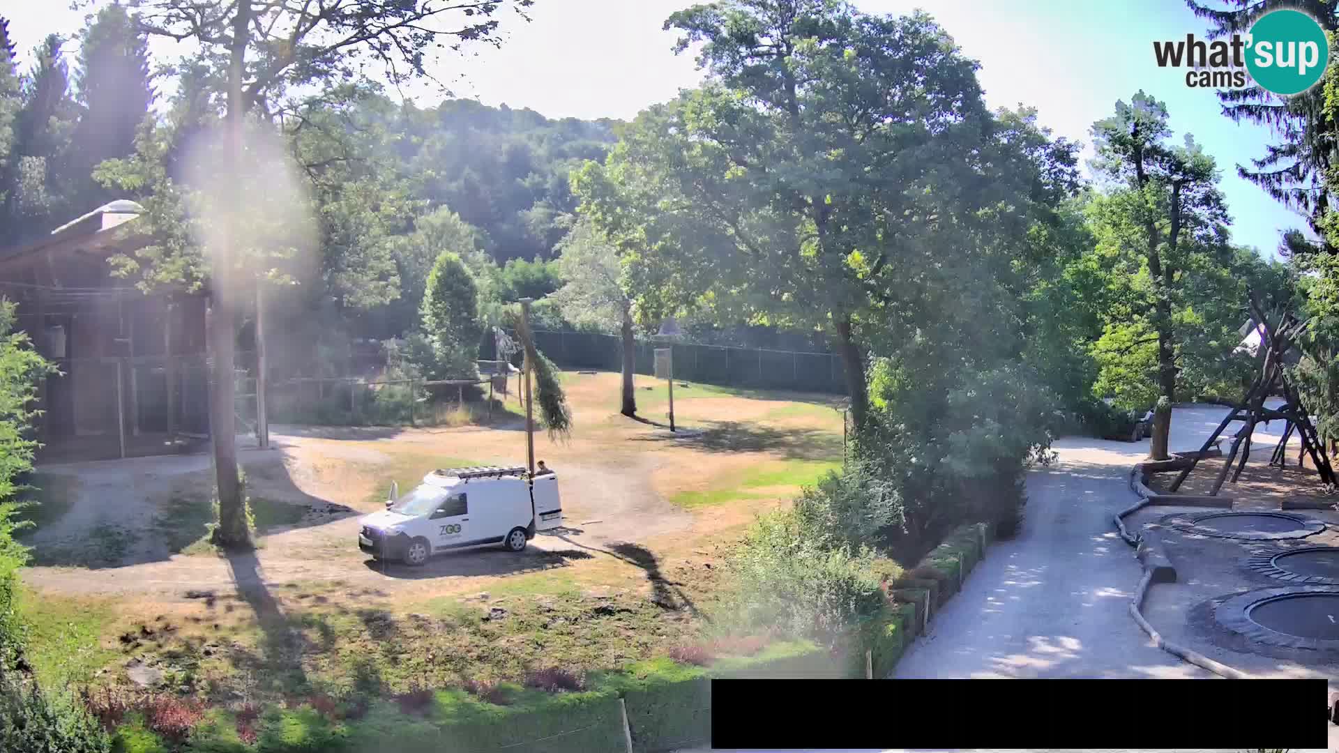 Webcam Zoo Ljubljana – Giraffen