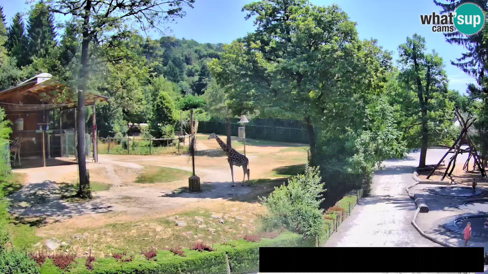 Webcam Zoo Ljubljana – Giraffen