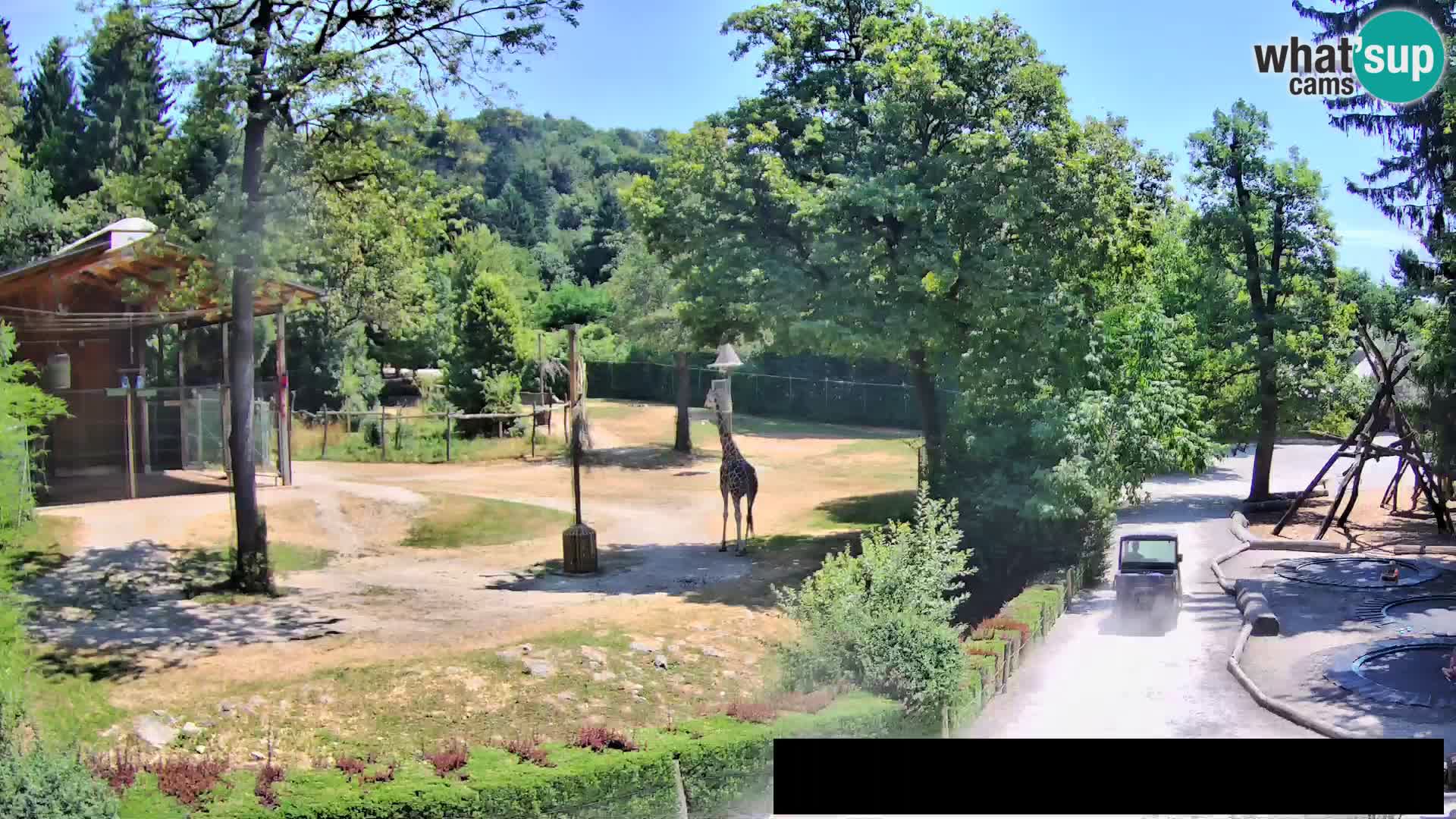 Webcam Zoo Ljubljana – Giraffes