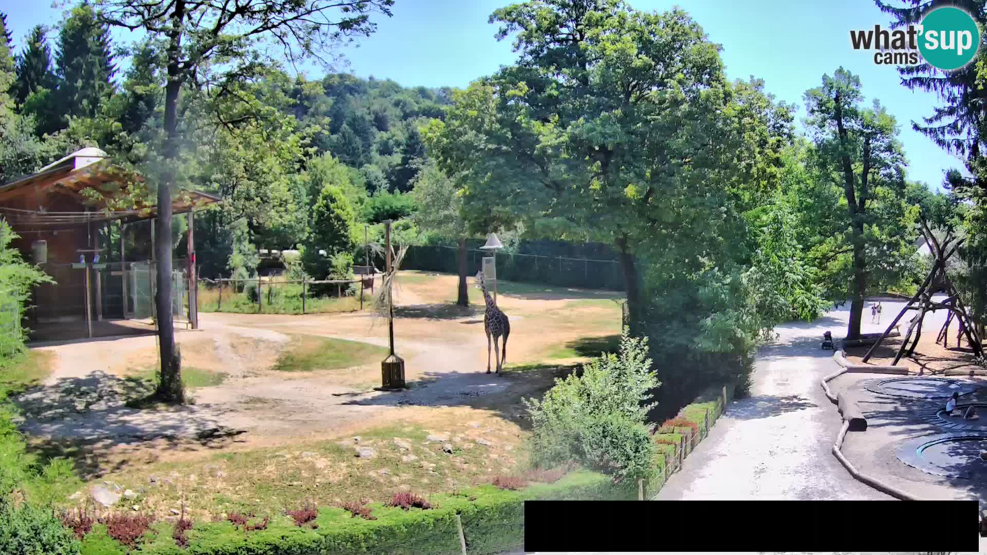 Webcam Zoo Ljubljana – Jirafas