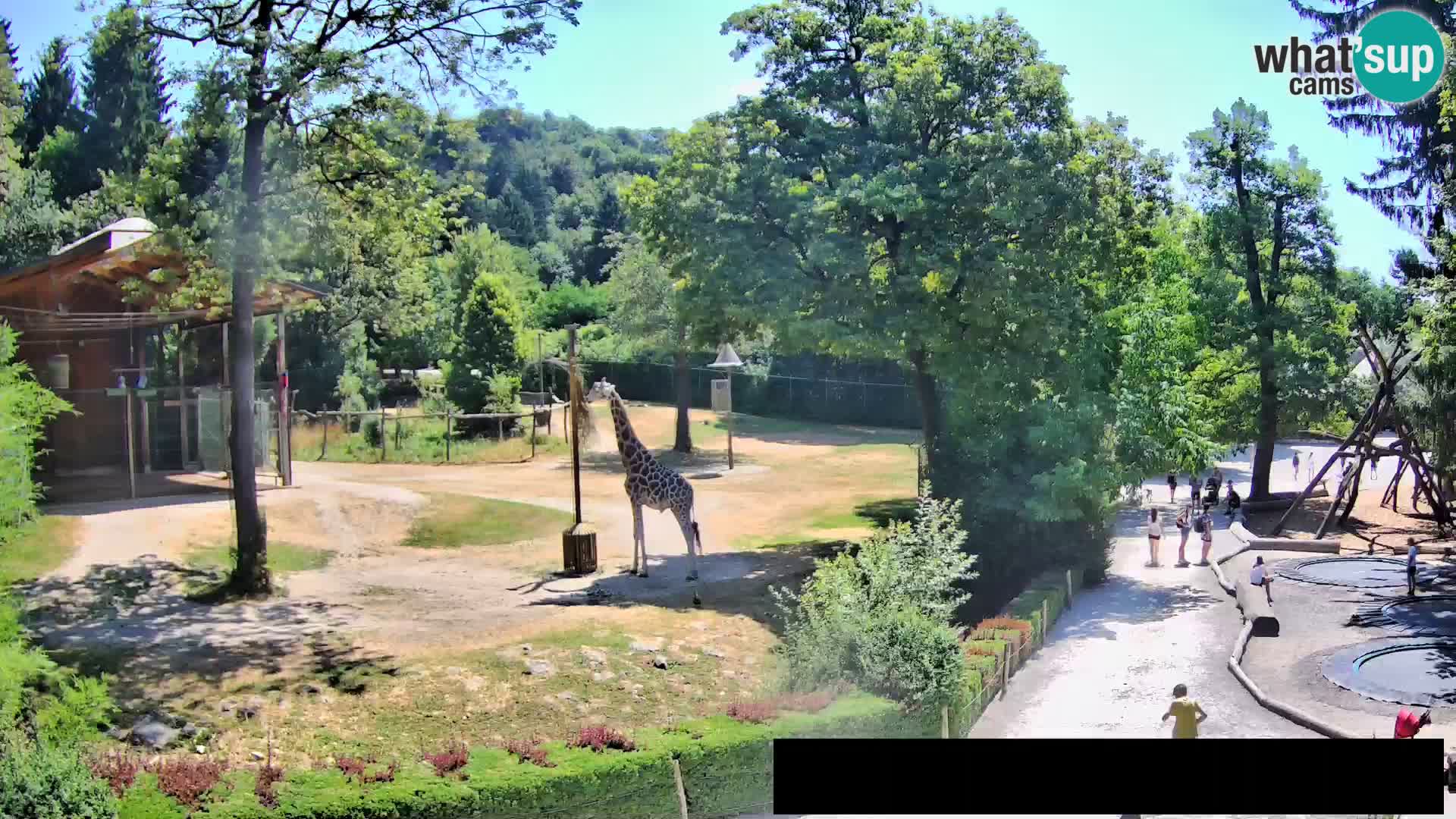 Webcam Zoo Ljubljana – Jirafas