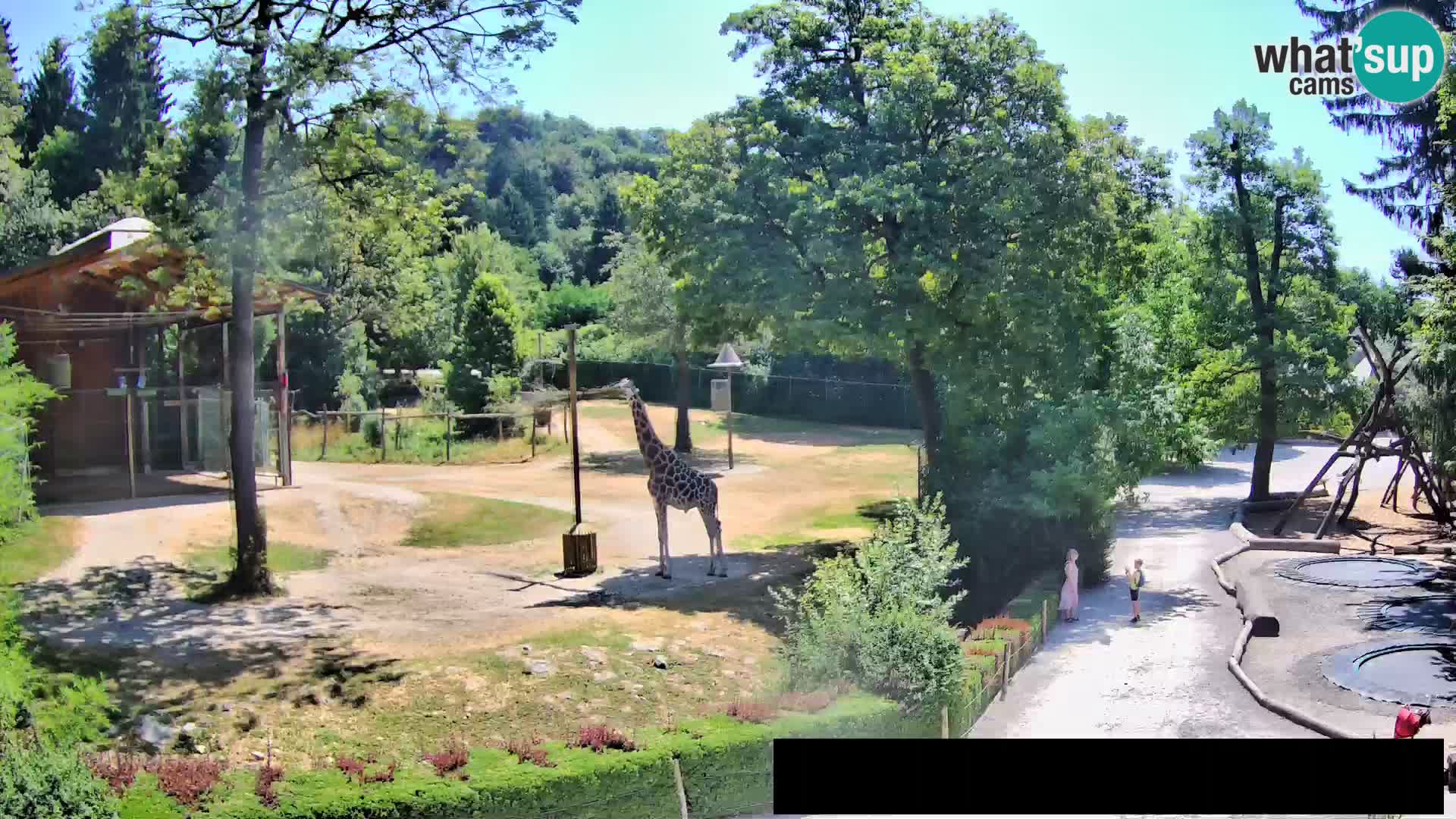 Webcam Zoo Ljubljana – Jirafas