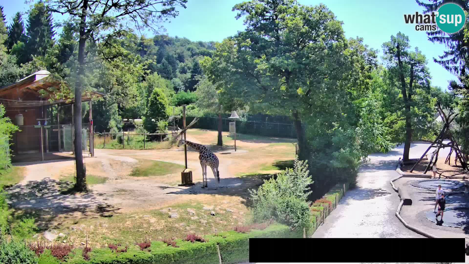 Webcam Zoo Ljubljana – Giraffes