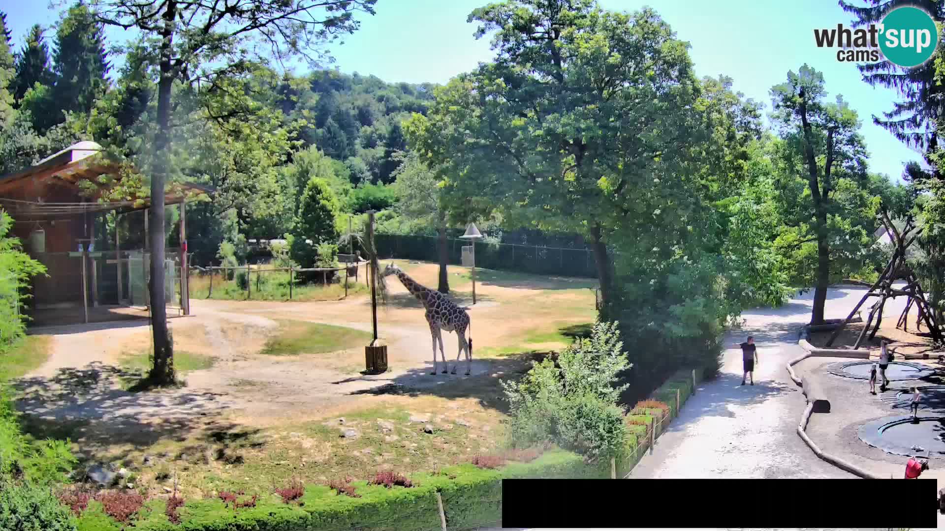 Webcam Zoo Ljubljana – Giraffes