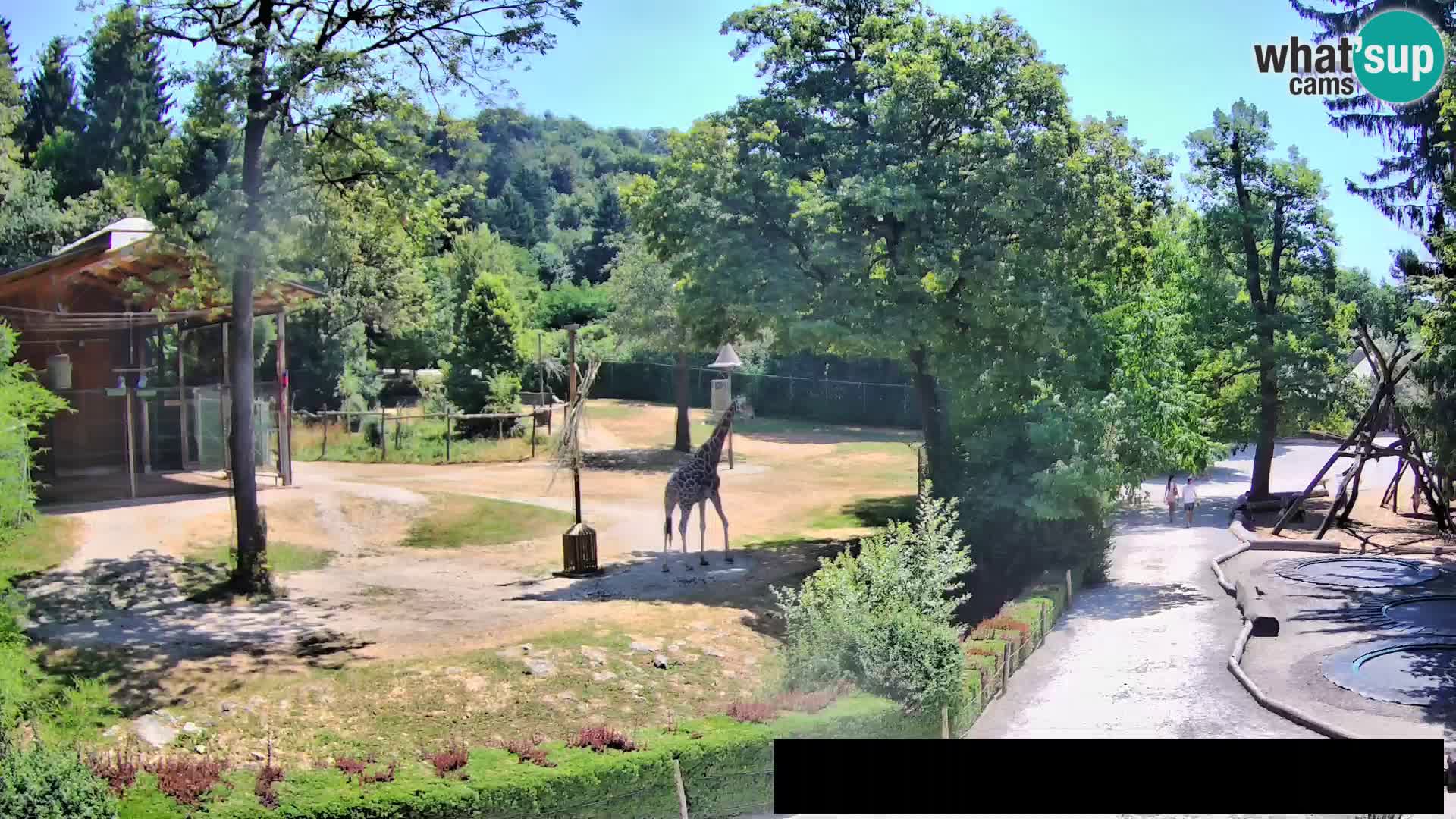 Webcam Zoo Ljubljana – Giraffes