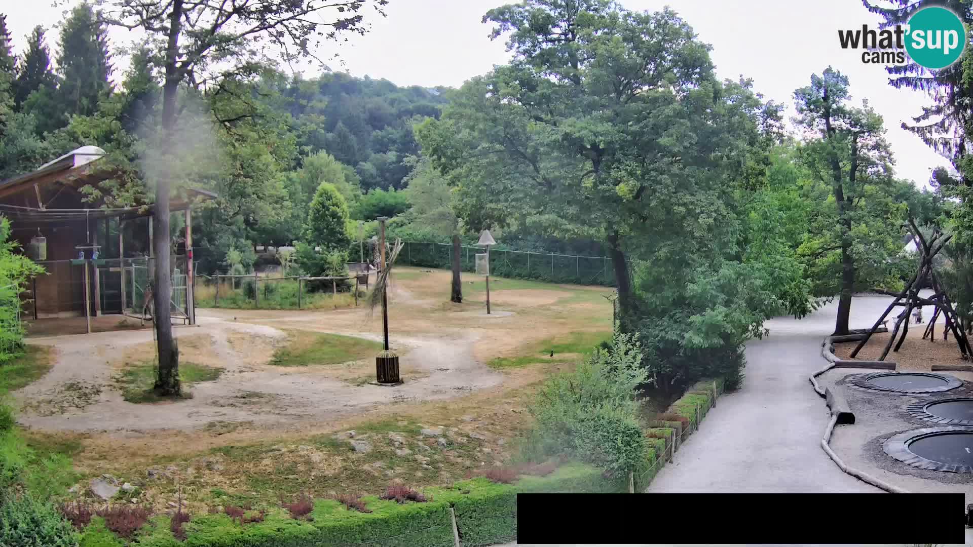 Webcam Zoo Ljubljana – Giraffes