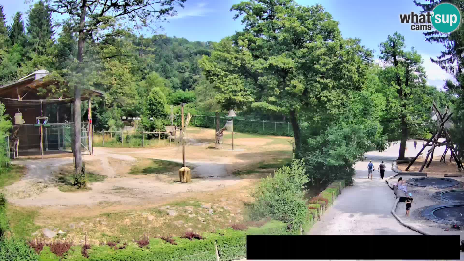 Webcam Zoo Ljubljana – Giraffes