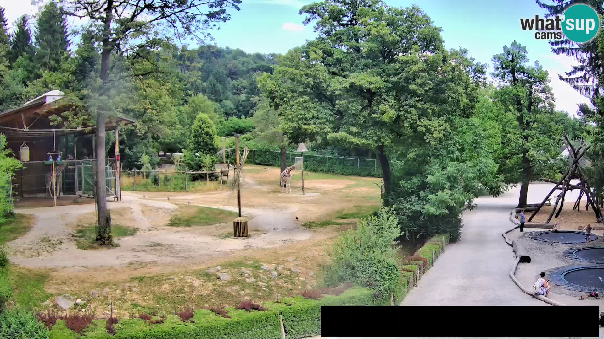 Webcam Zoo Ljubljana – Giraffes