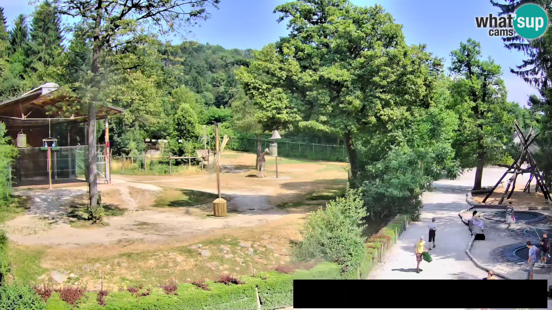 Webcam Zoo Ljubljana – Giraffes