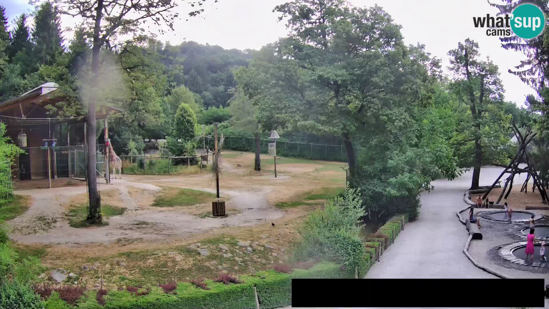 Webcam Zoo Ljubljana – Giraffes