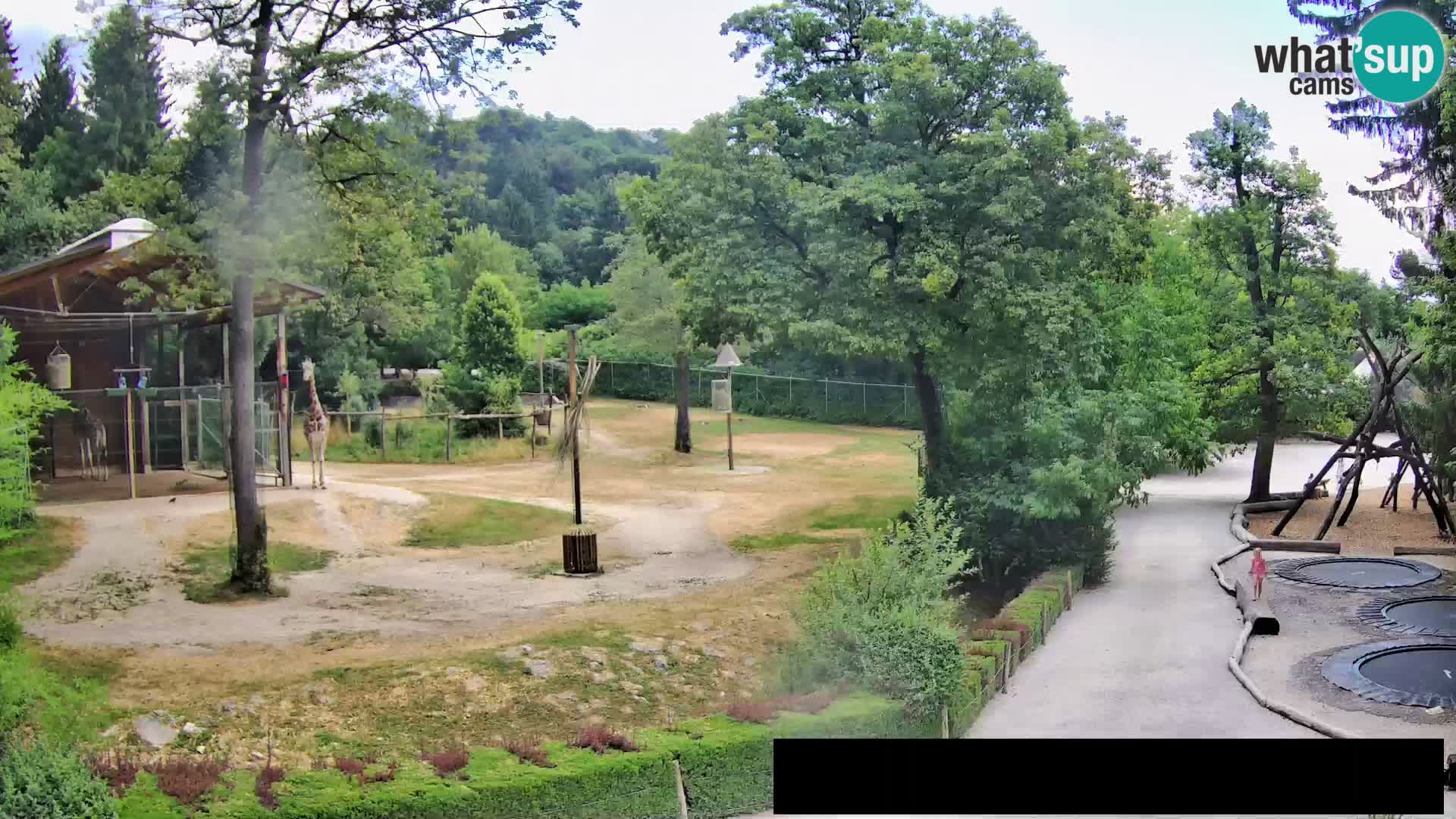 Spletna kamera Živalski vrt Ljubljana – Žirafe