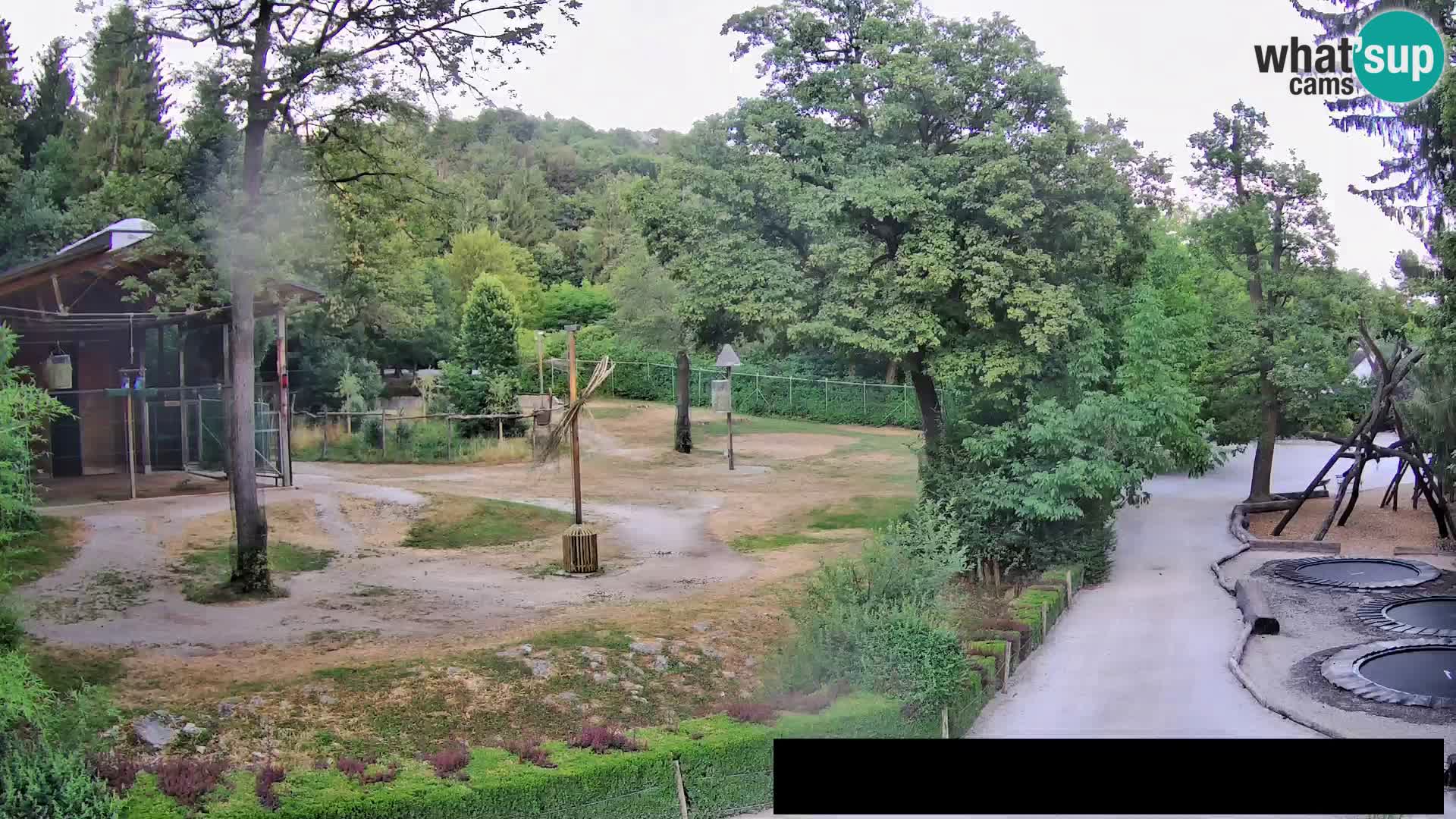 Webcam Zoo Ljubljana – Giraffes