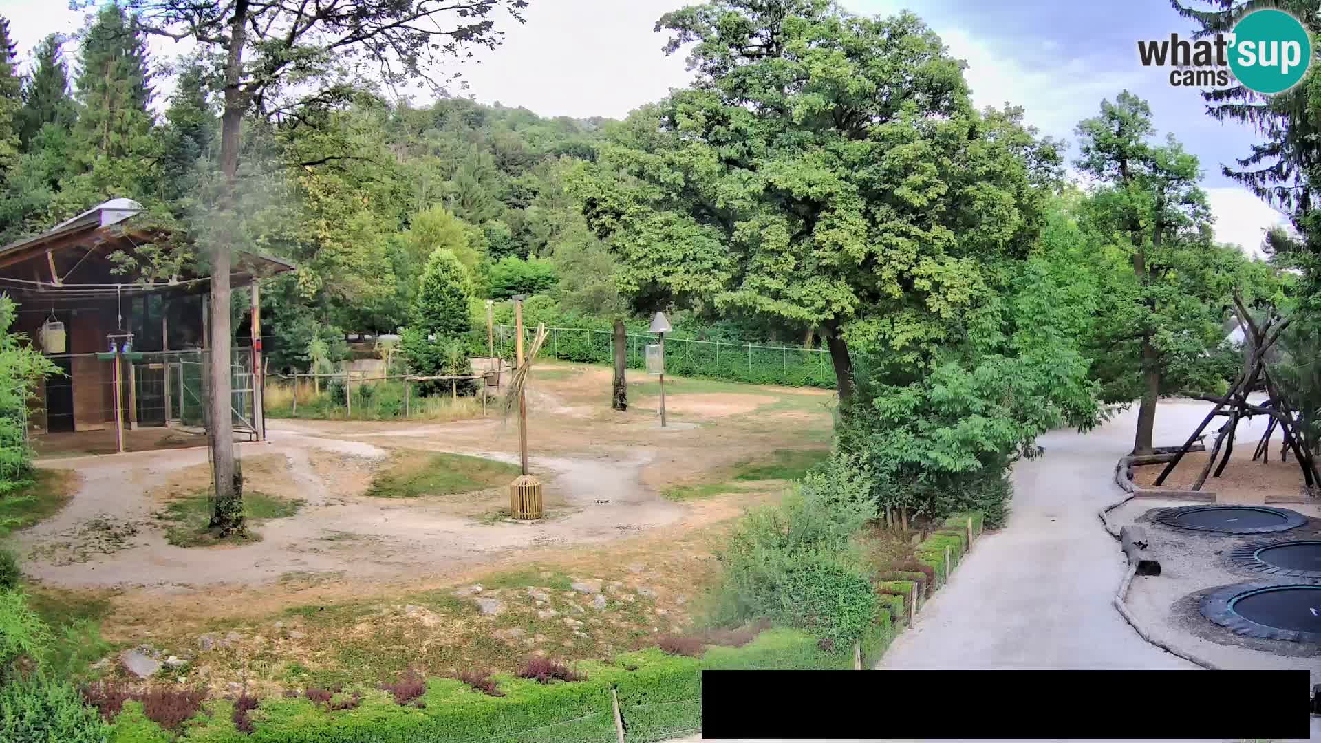 Webcam Zoo Ljubljana – Giraffes