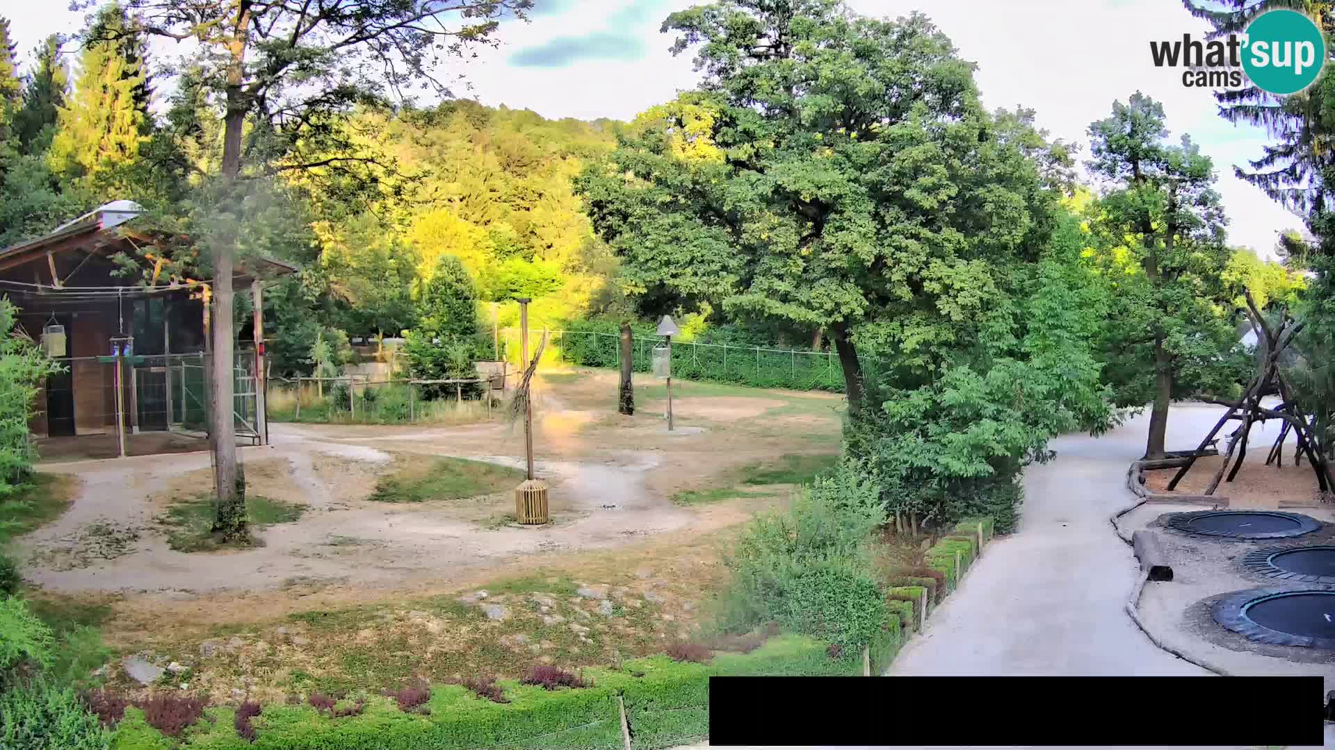 Webcam Zoo Ljubljana – Giraffes