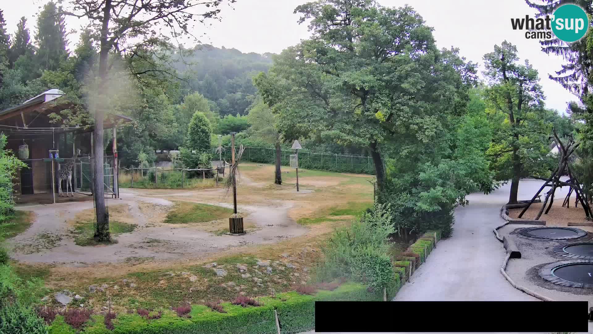 Web kamera Zoo Ljubljana – Žirafe