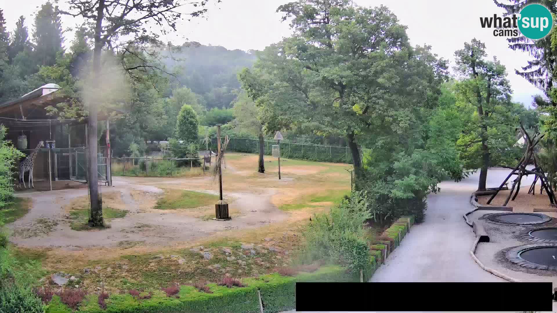Web kamera Zoo Ljubljana – Žirafe
