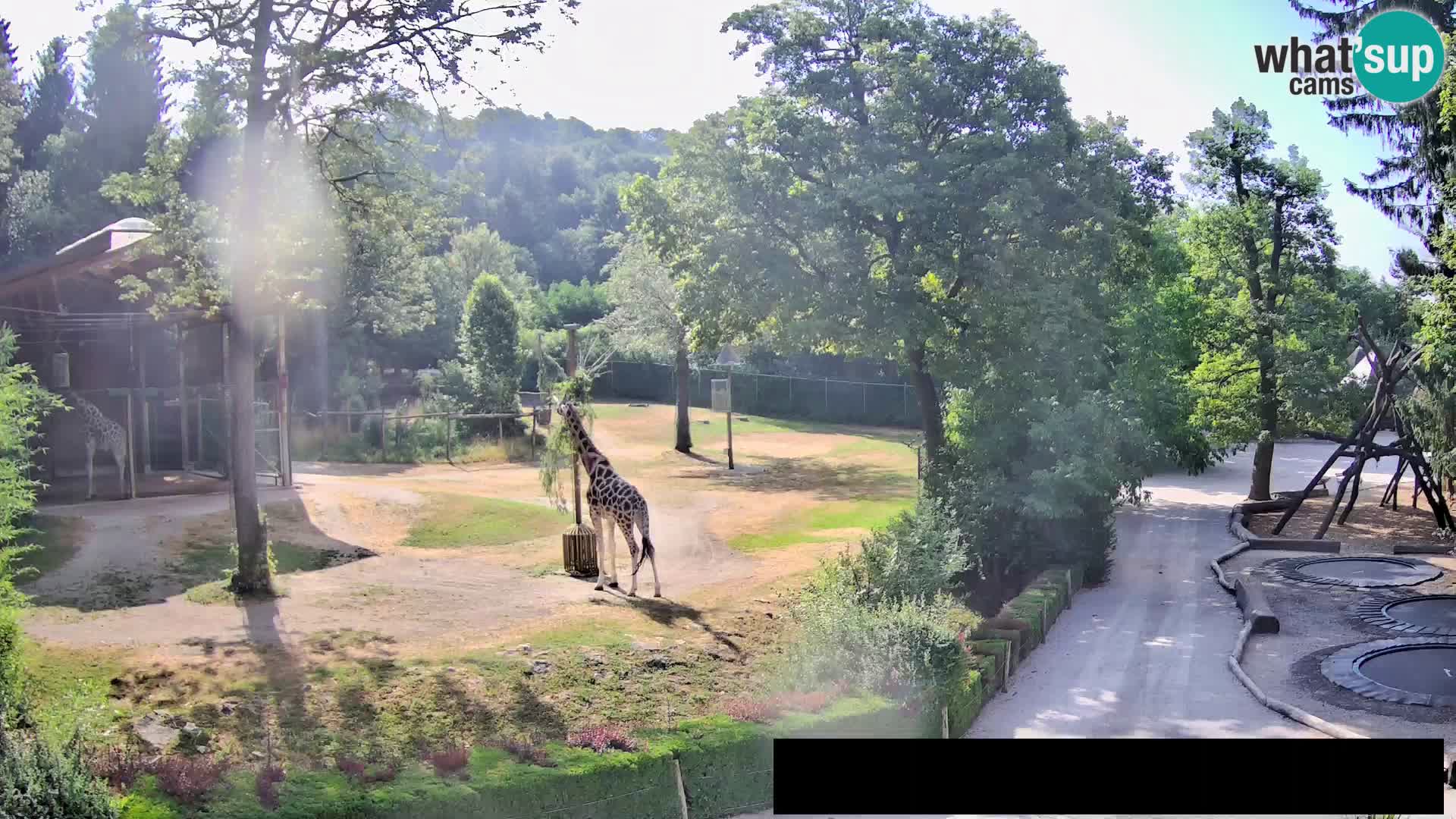 Webcam Zoo Ljubljana – Giraffen