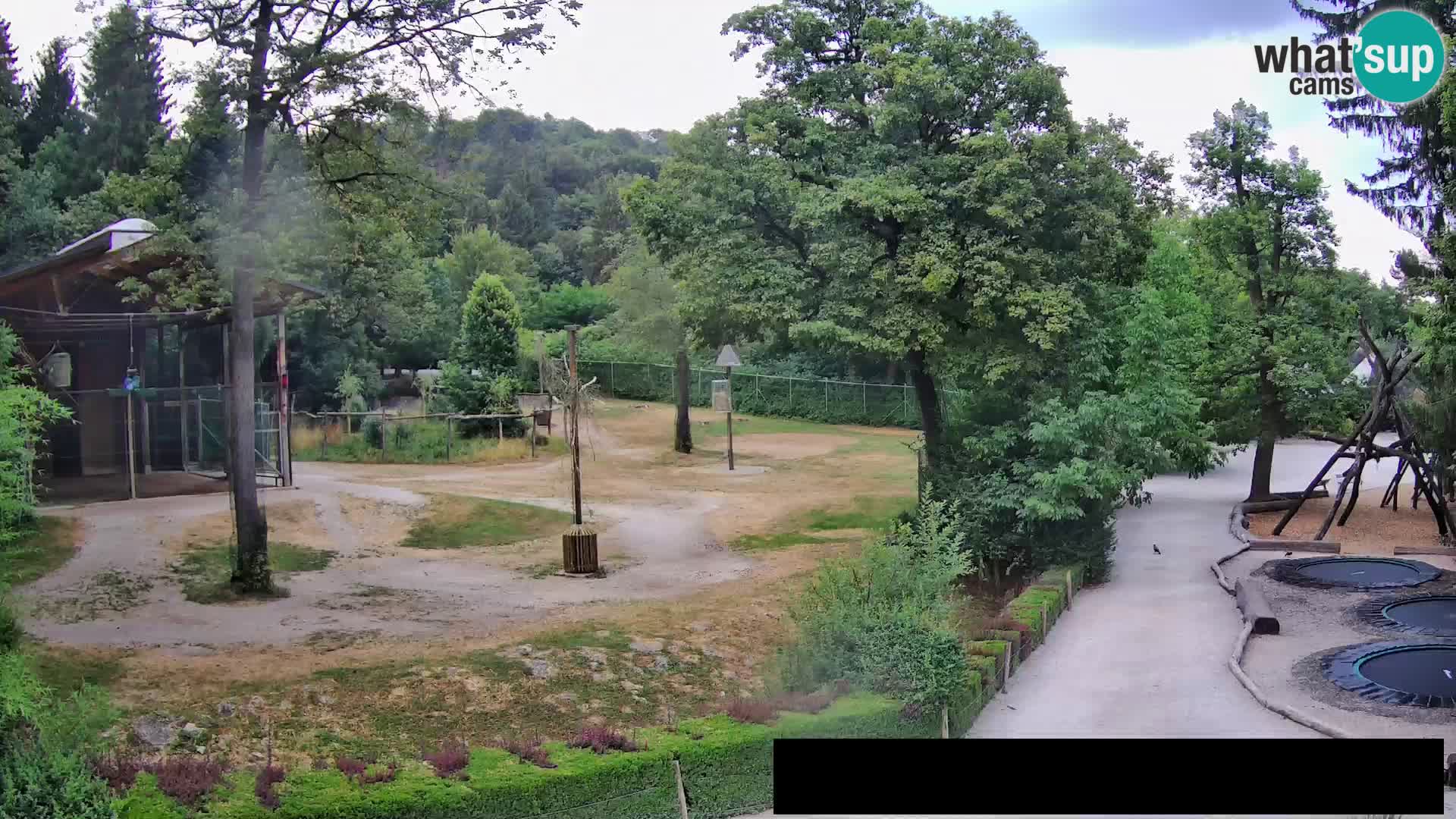 Webcam Zoo Ljubljana – Giraffes