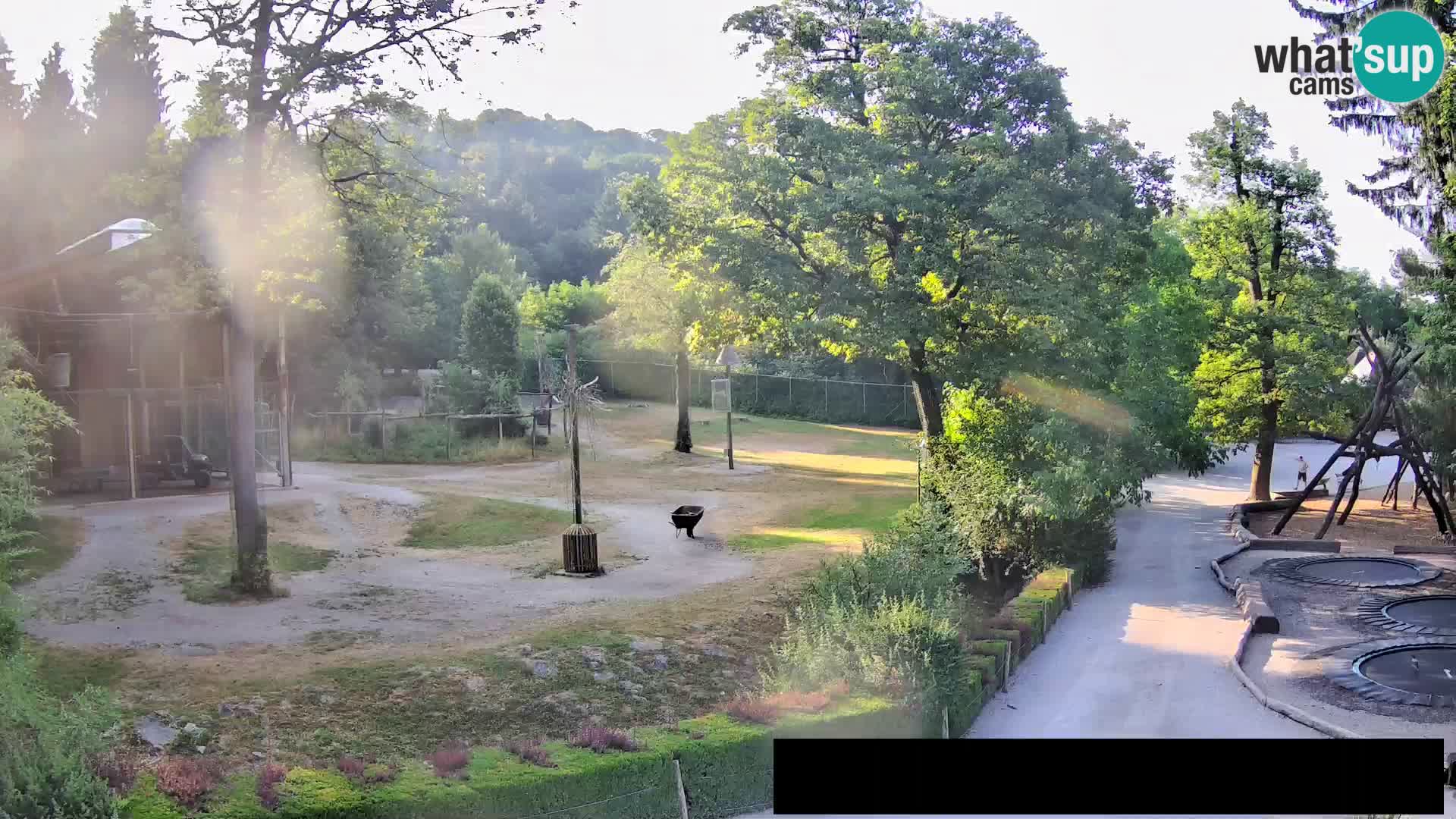 Webcam Zoo Ljubljana – Jirafas