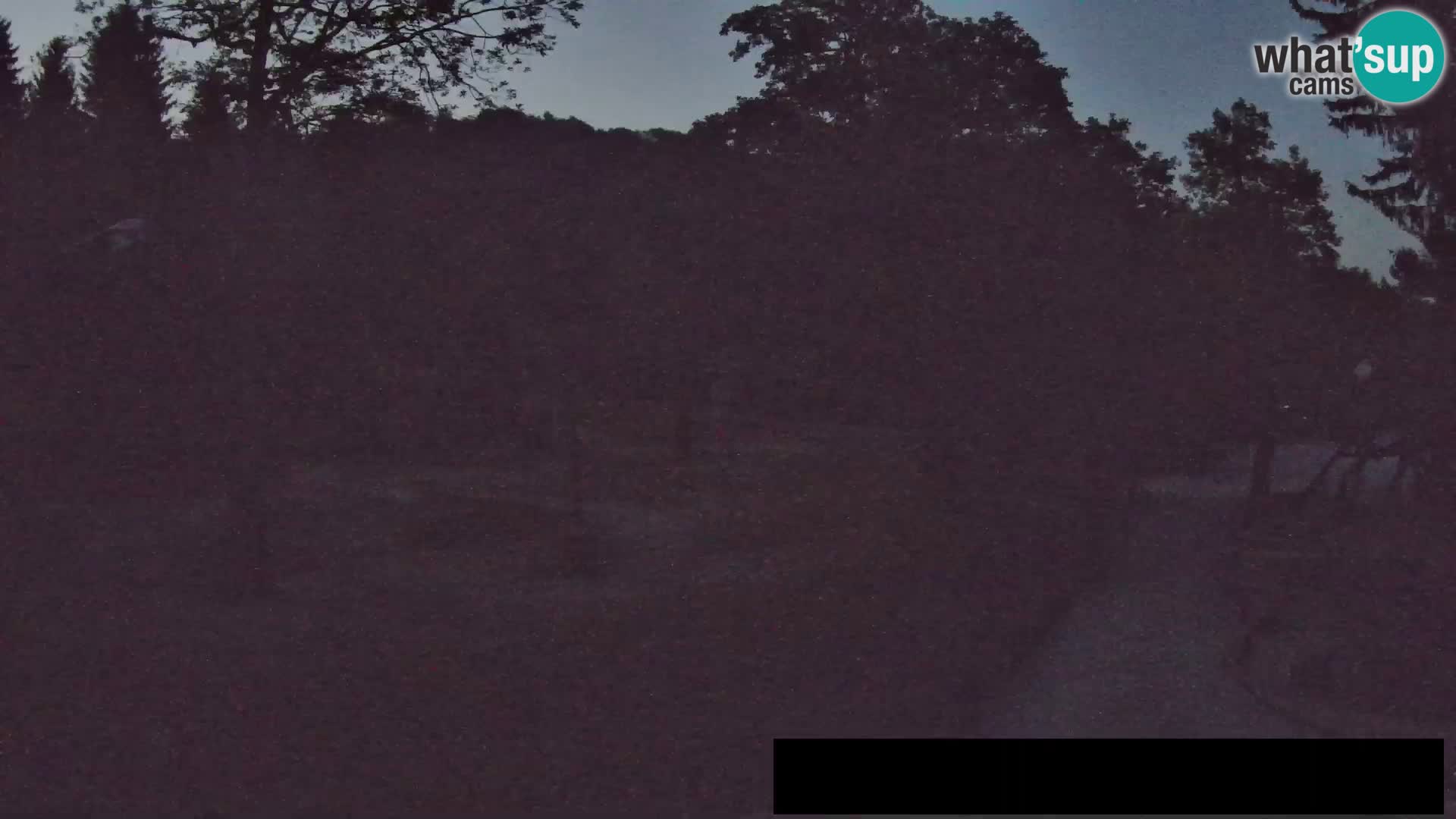 Webcam live Zoo Lubiana – Giraffe
